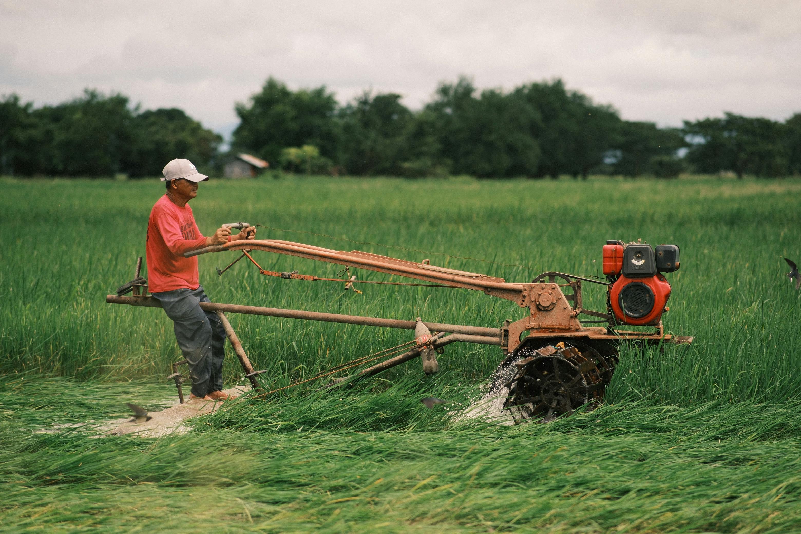 Local farmer working with fresh harvests